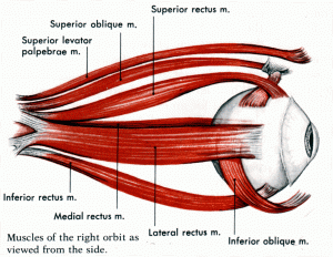 The muscles of the eye